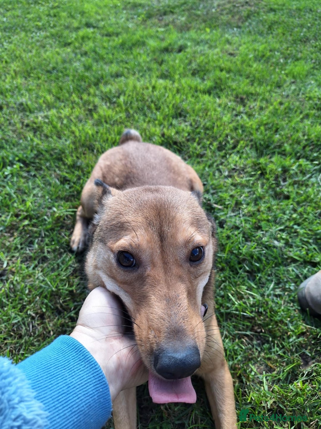 Mixed Breed dogs for adoption: Fajitas for adoption - Image 2