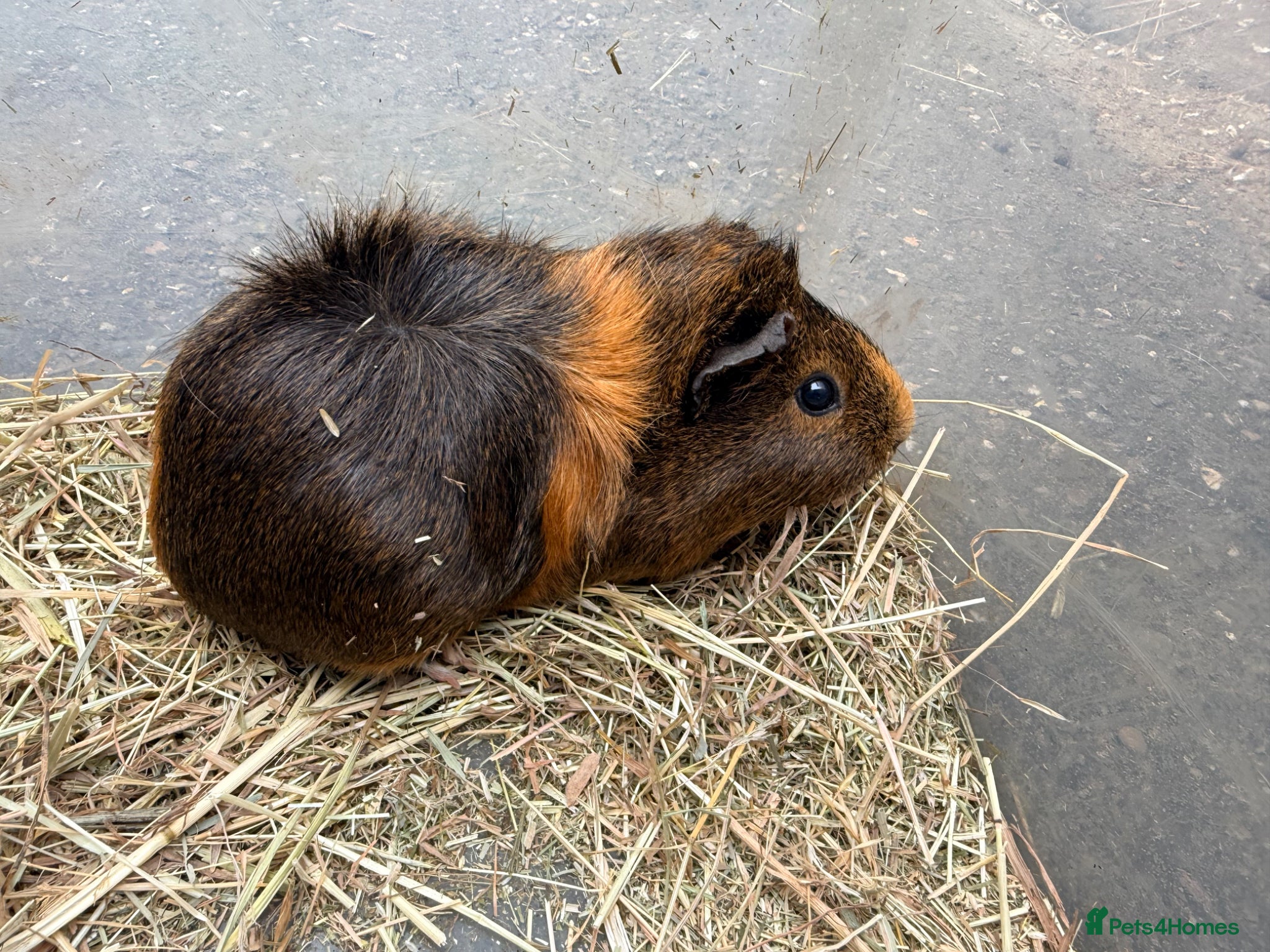 Guinea Pig rodents Baby sow guinea pigs  - Advert 14