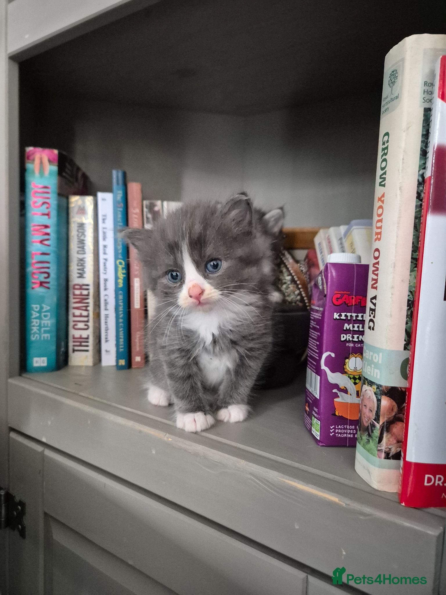 Domestic Shorthair cats Gorgeous kittens - Advert 1