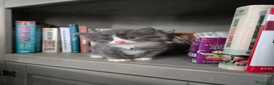 Domestic Shorthair 2