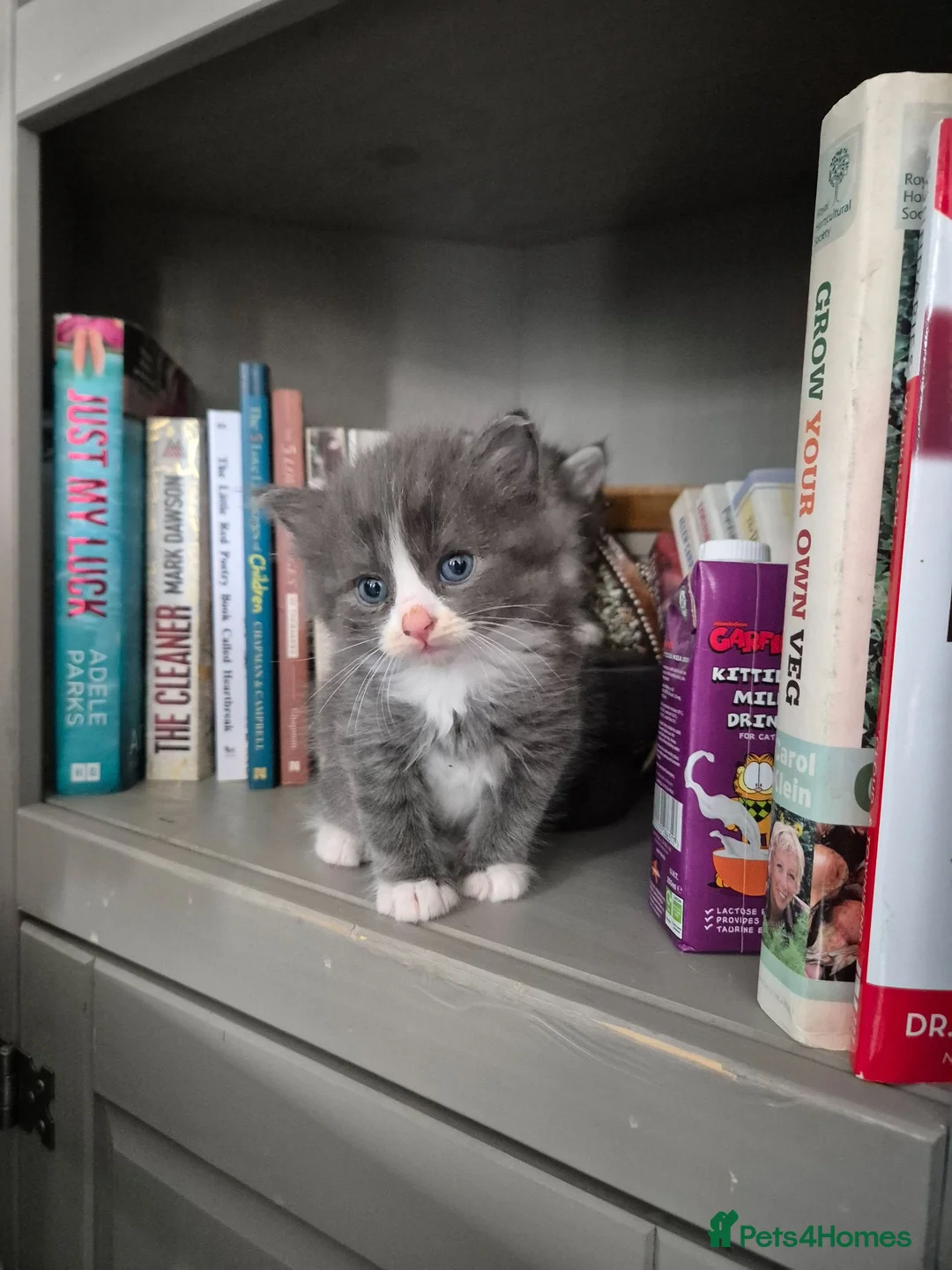 Domestic Shorthair cats for sale: Gorgeous kittens in Norwich - Advert 1