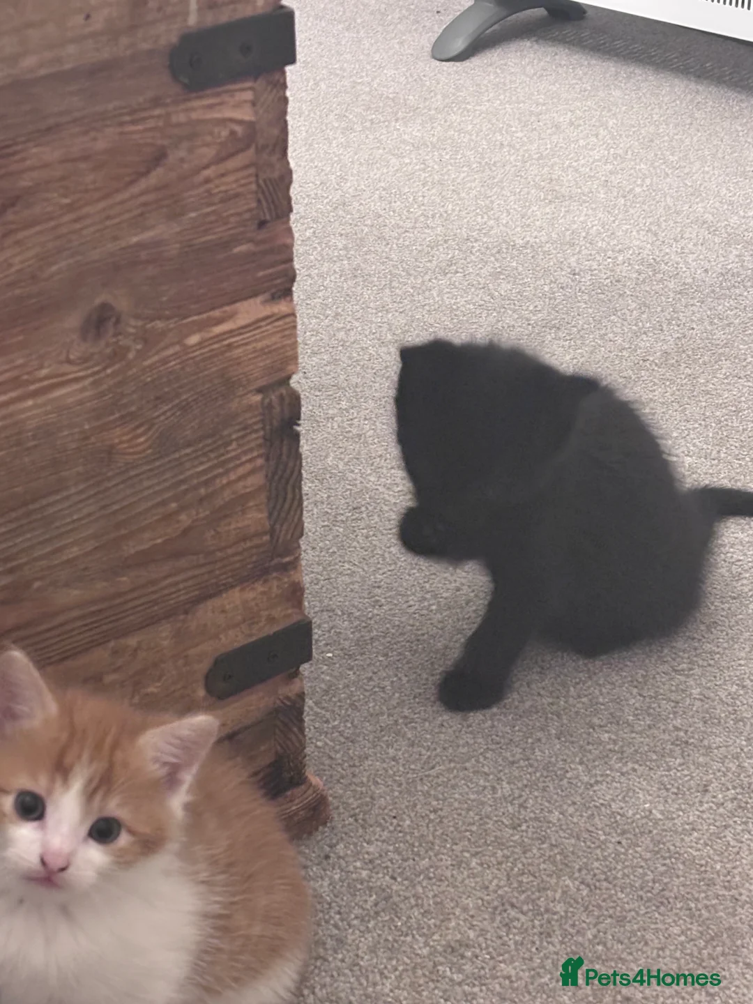 Mixed Breed cats for sale: Gorgeous moggy kittens for sale  - Advert 17