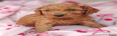Cockapoo 3