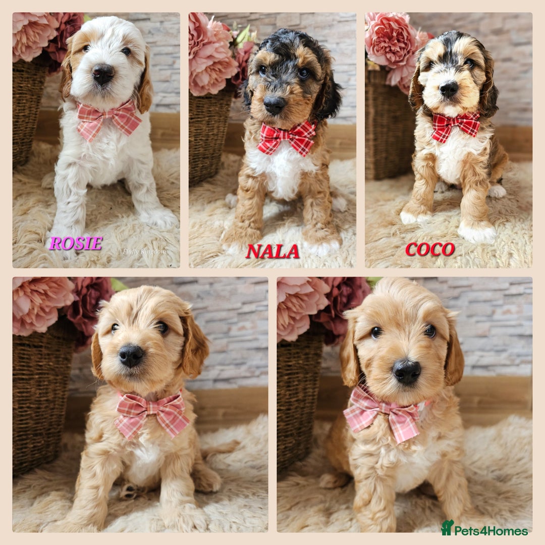 Australian Labradoodle dogs for stud: HIP 0/0 ELBOW 0/0! 100% AUSTRALIAN LABRADOODLE - Image 26