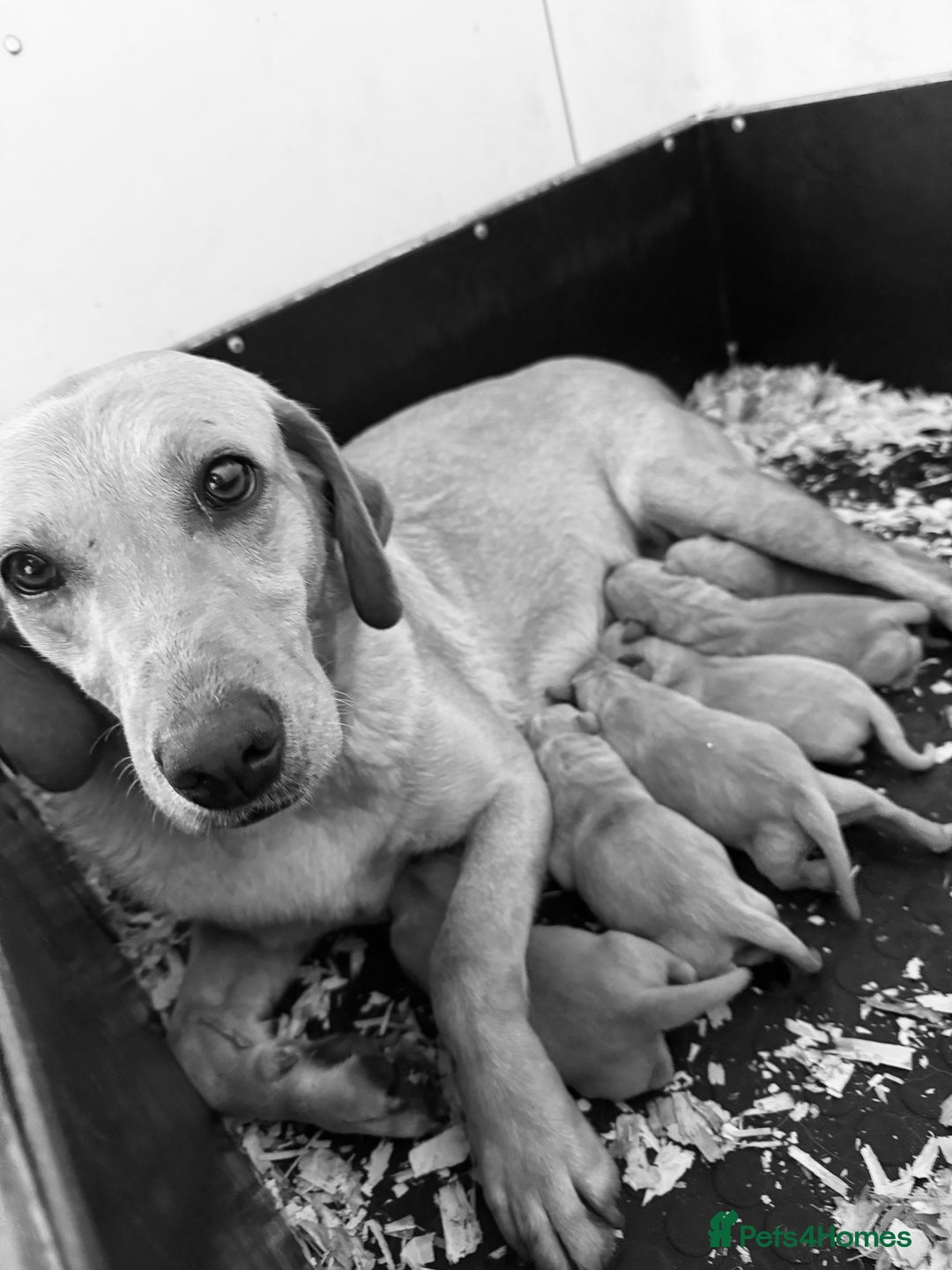 Labrador Retriever dogs for sale: Gorgeous KC Labrador puppies  - Image 19