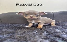 Chihuahua dogs for stud: KC Reg lilac Stunning Stud Boy in Bury Saint Edmunds - Image 3