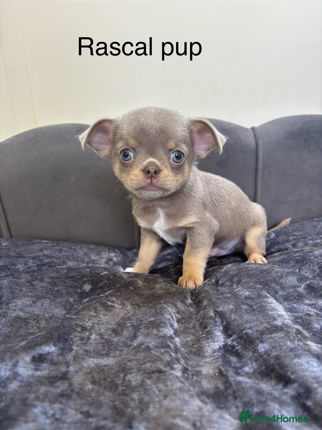 Chihuahua dogs for stud: KC Reg lilac Stunning Stud Boy in Bury Saint Edmunds - Image 3