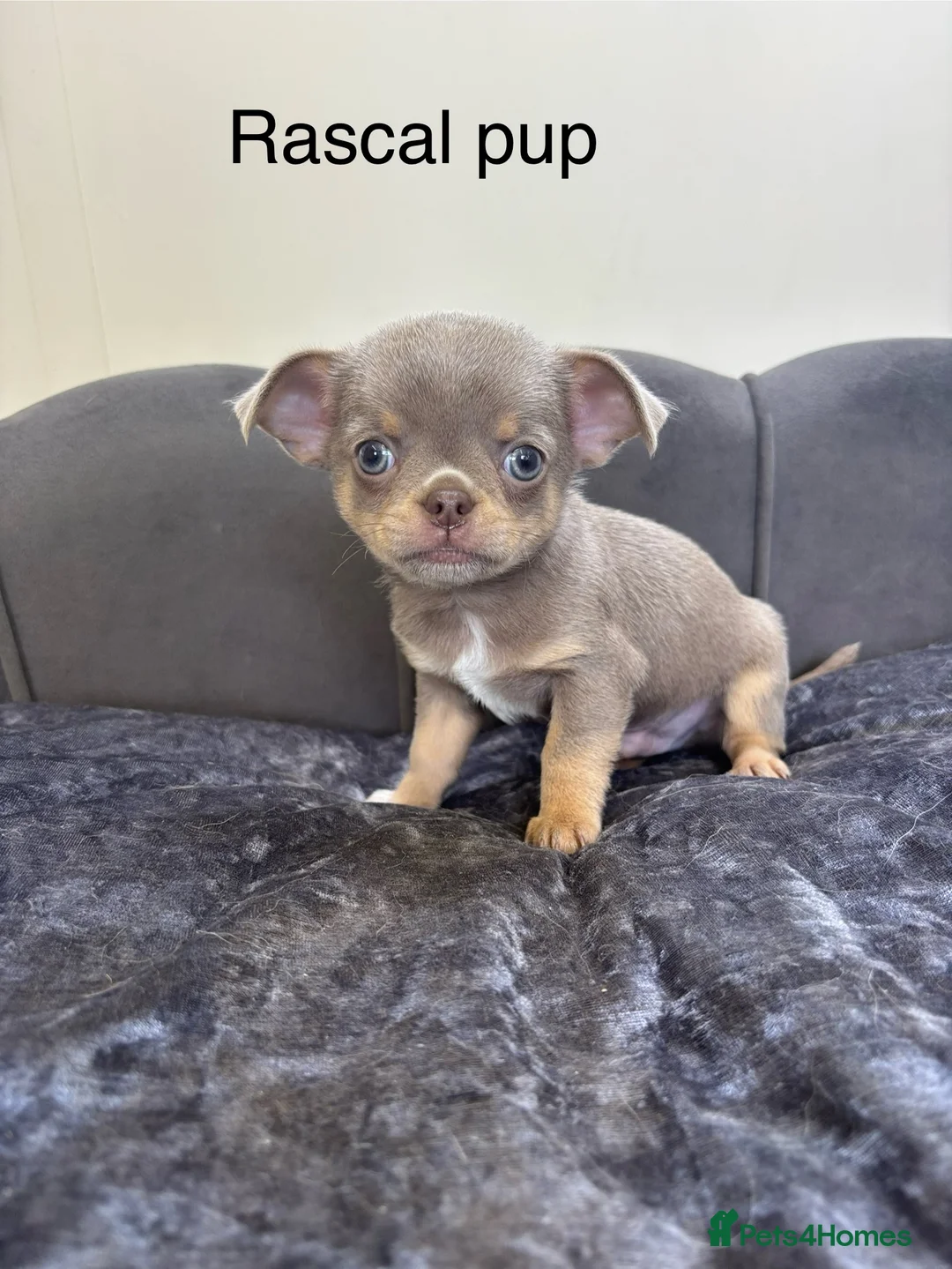 Chihuahua dogs for stud: KC Reg lilac Stunning Stud Boy in Bury Saint Edmunds - Advert 3