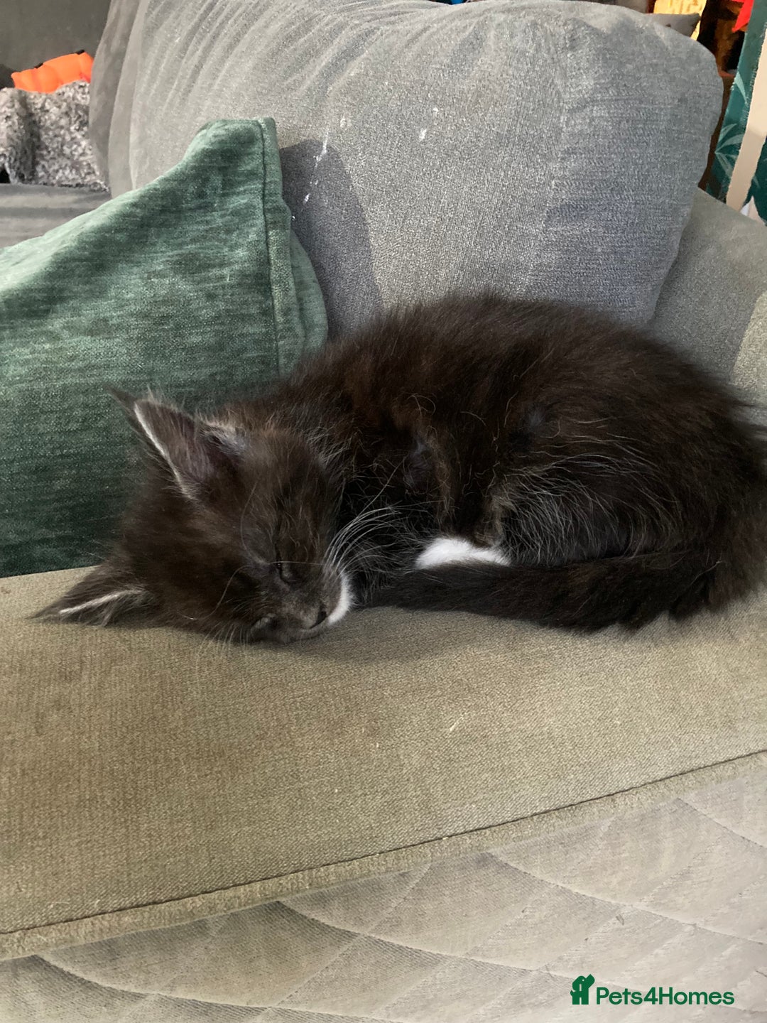 Maine Coon cats for sale: Ready now Beautiful chunky Maine coon kittens - Advert 27