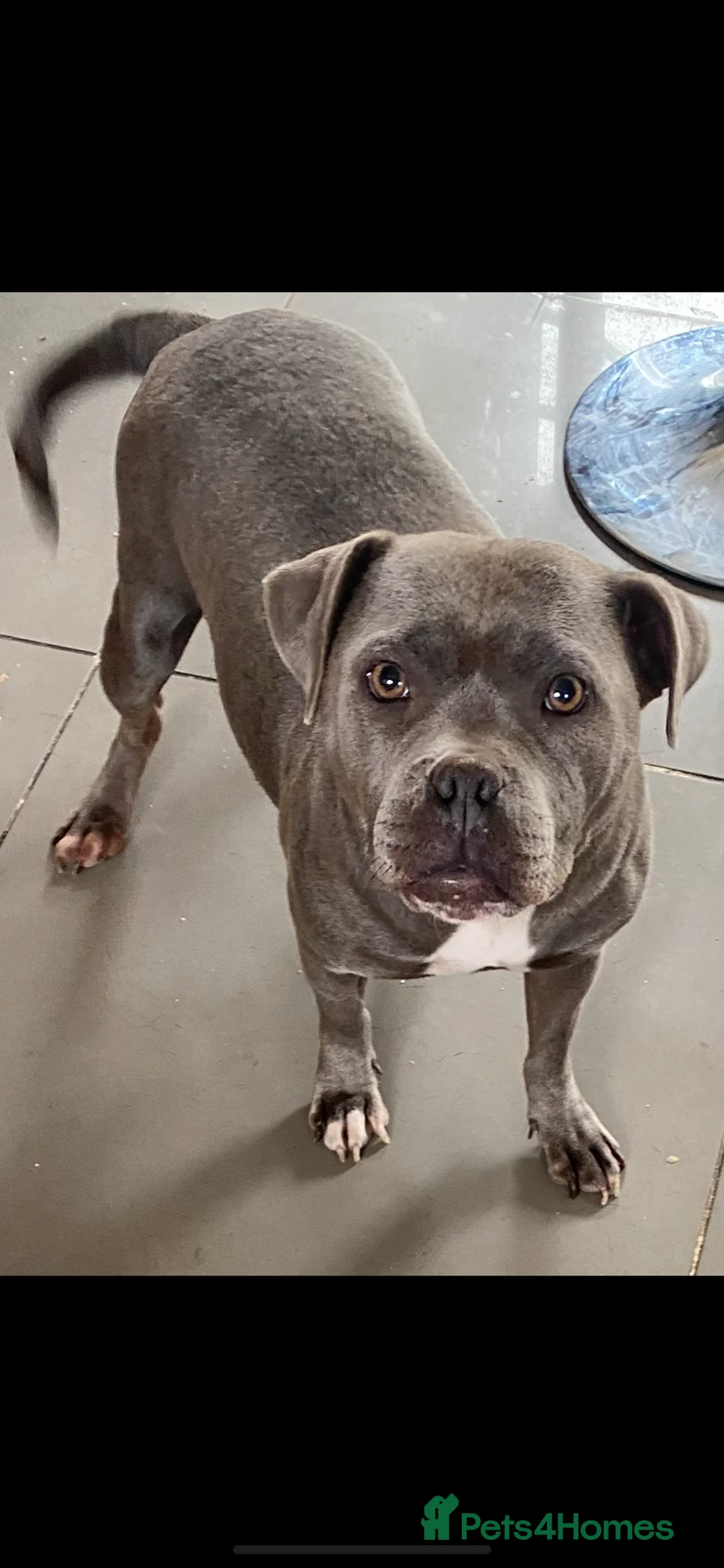 Staffordshire Bull Terrier dogs for sale: Blue pedigree staffordshire - Advert 1