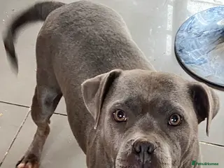 Staffordshire Bull Terrier dogs Blue pedigree staffordshire - Advert 2