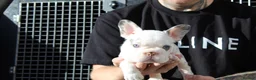 French Bulldog dogs for stud: Panda harlequin Husky koi Proven stud 🧬🔥 - Advert 3