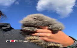 Lionhead rabbits for sale: Double Maned Lionhead Rabbits  - Image 4