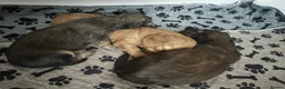 Miniature Dachshund dogs for sale: Gorgeous long haired miniature dachshund  - Advert 17