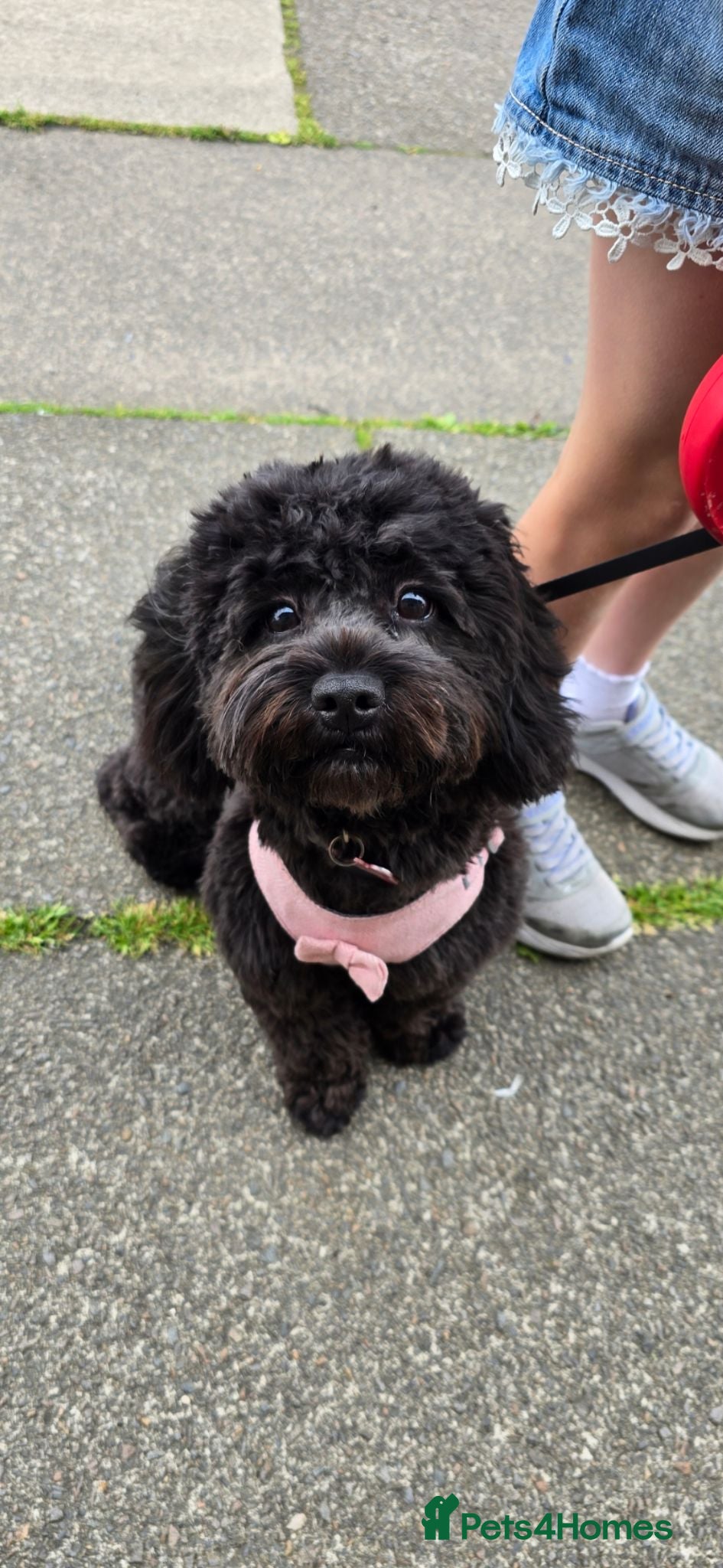 Shihpoo dogs ✨ F1B Shihpoo Puppies Looking for Forever Families - Advert 1