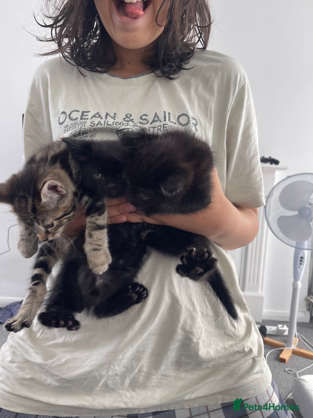 British Shorthair cats for sale: 3 British short hair polydactyl cats. - Image 1