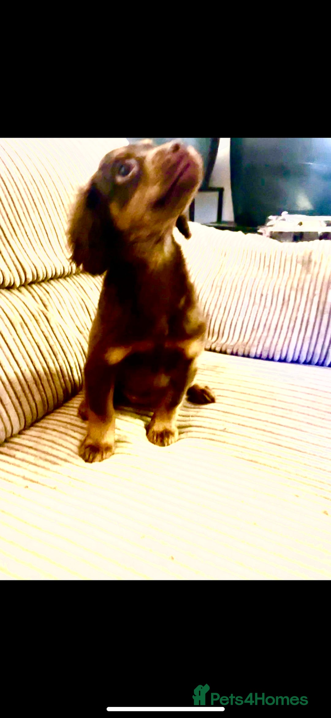 Cockapoo dogs for sale: Amazing choc cockerpoo pups for sale READY NOW  - Advert 12