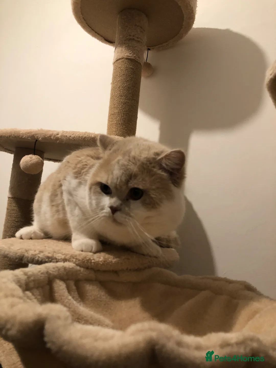 British Shorthair cats for sale: GCCF entirety registered in active - Advert 2