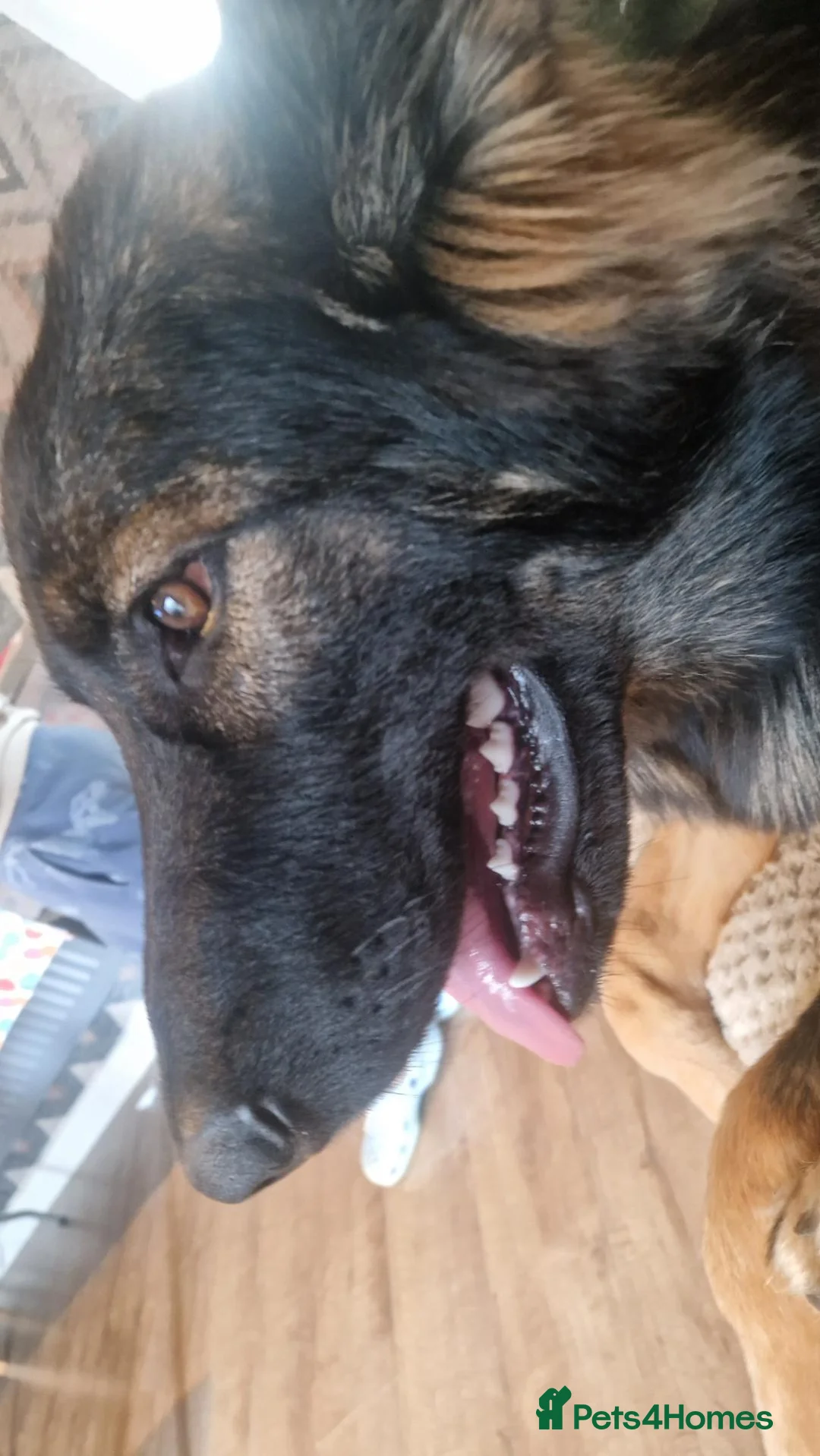 German Shepherd dogs for sale: Beautiful 6 month female german shepherd puppy in Witney - Advert 2