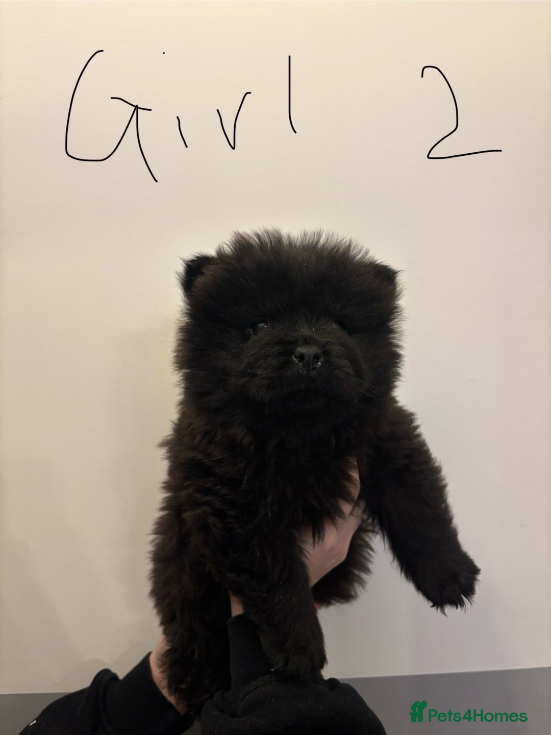 Chow Chow dogs for sale:  🐾 Exclusive Chow Chow Puppies  - Advert 15