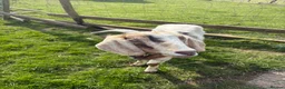 Goats livestock for sale: Male Pygmy and female Boer cross  in Alton - Advert 2