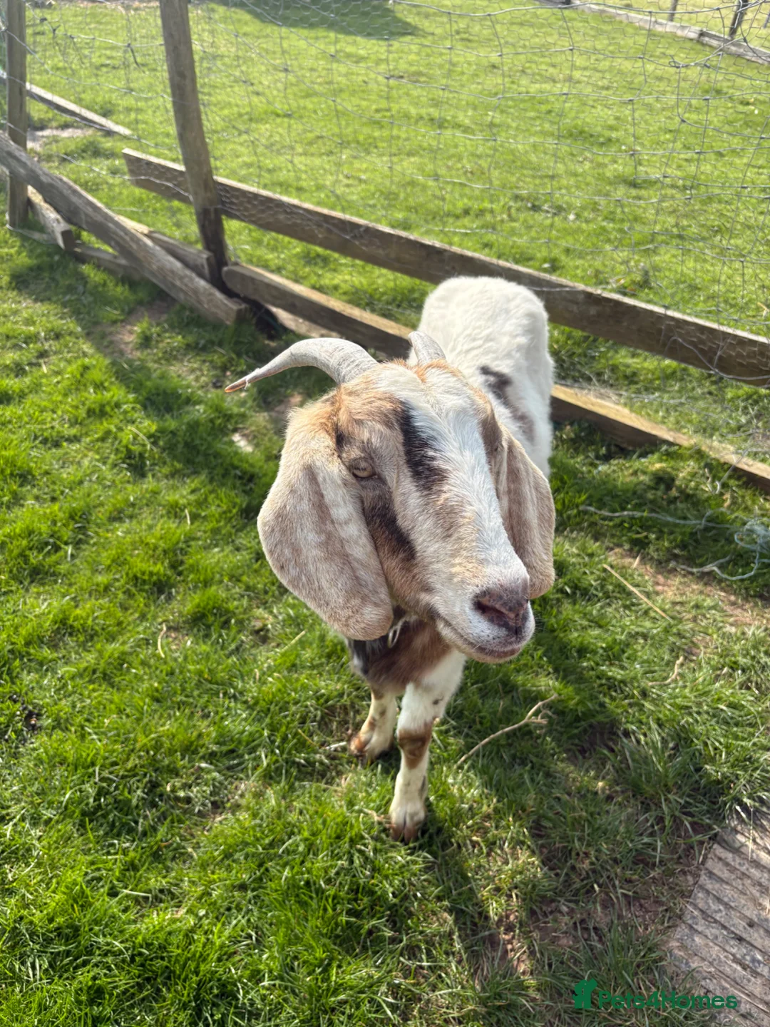 Goats livestock for sale: Male Pygmy and female Boer cross  in Alton - Advert 2