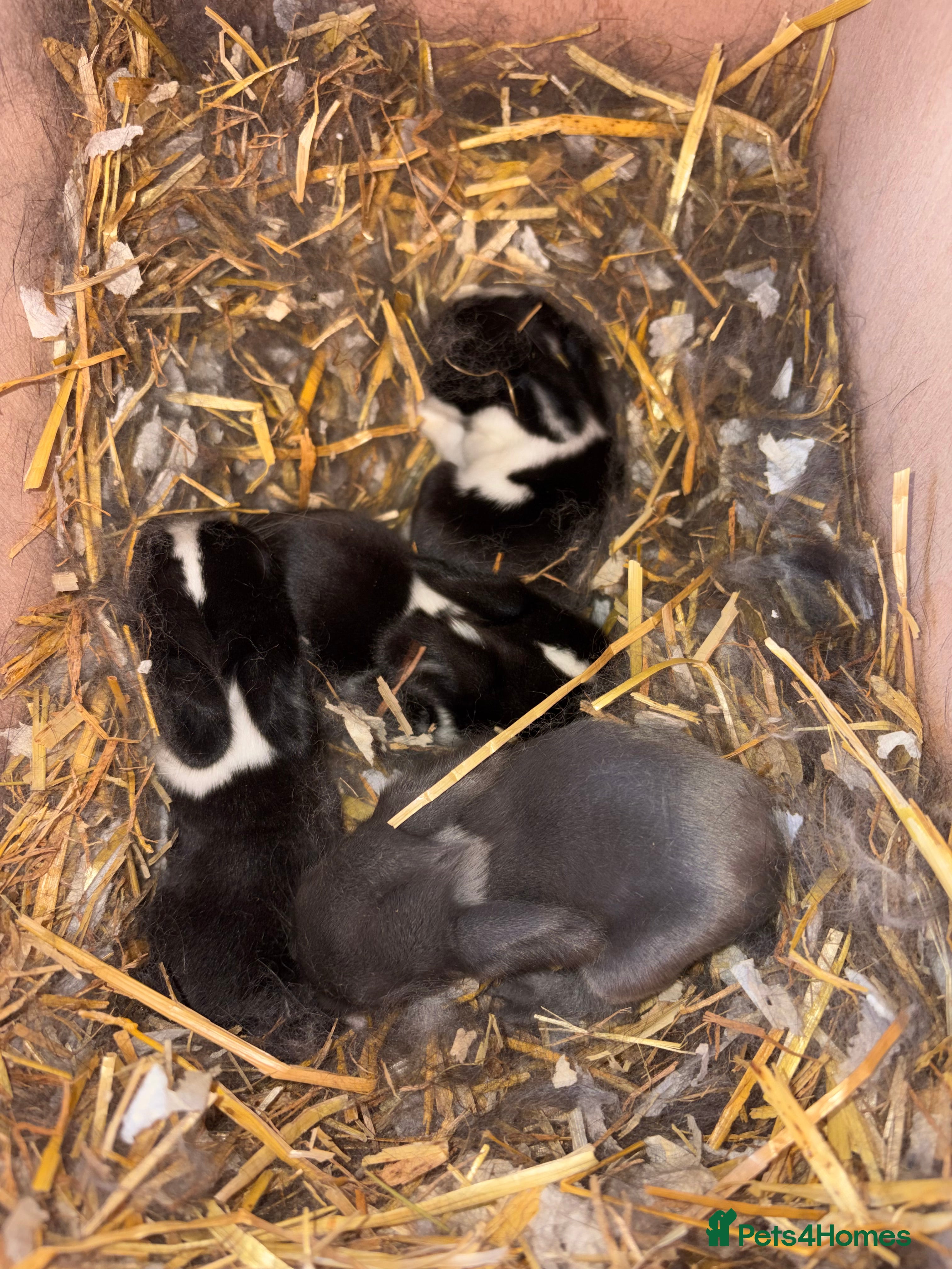 Mini Lop rabbits Mini Lop bunnies  - Advert 1