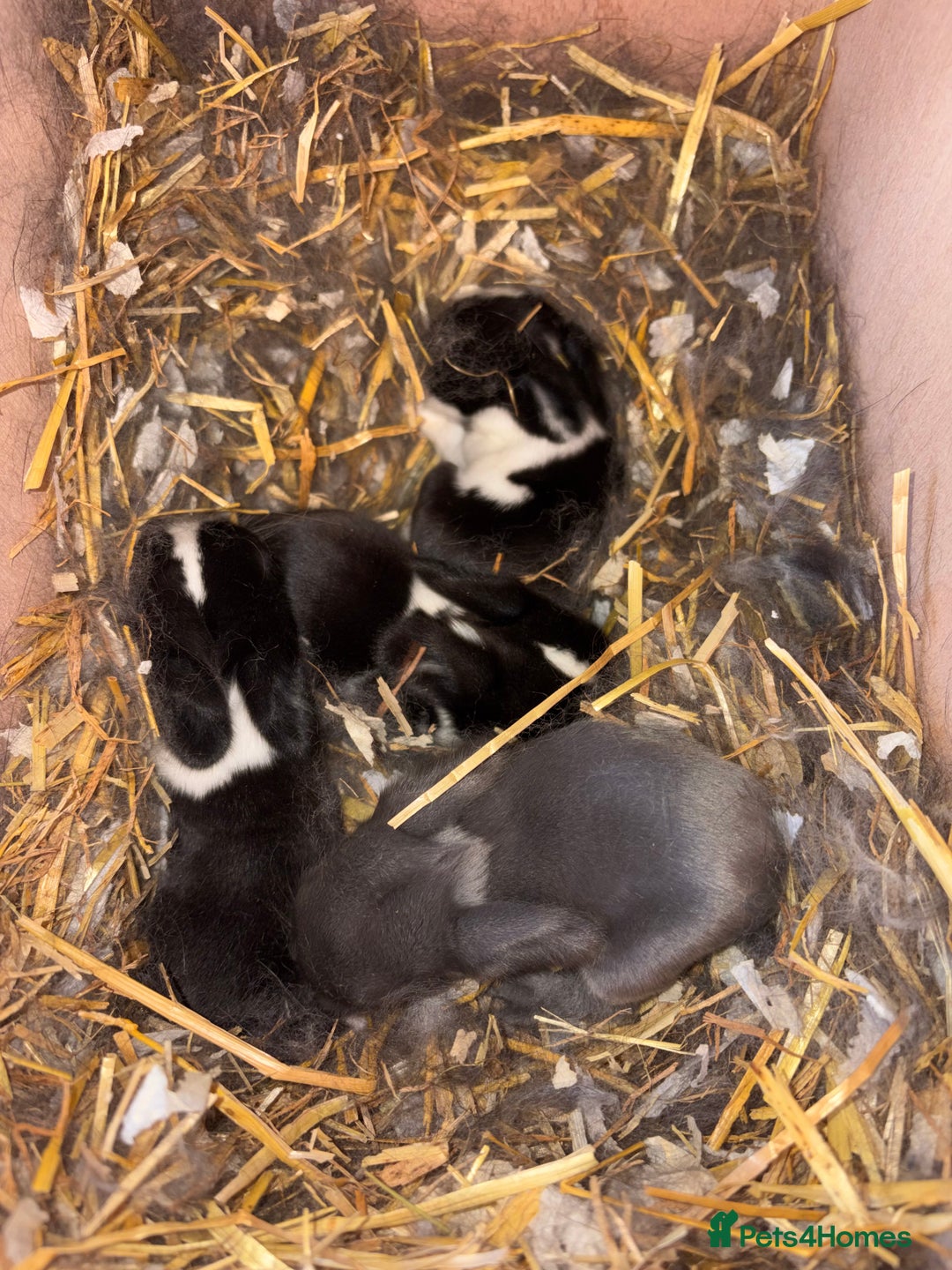 Mini Lop rabbits for sale: Mini Lop bunnies  - Advert 1