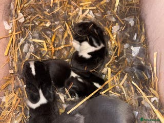 Mini Lop rabbits Mini Lop bunnies - Advert 6