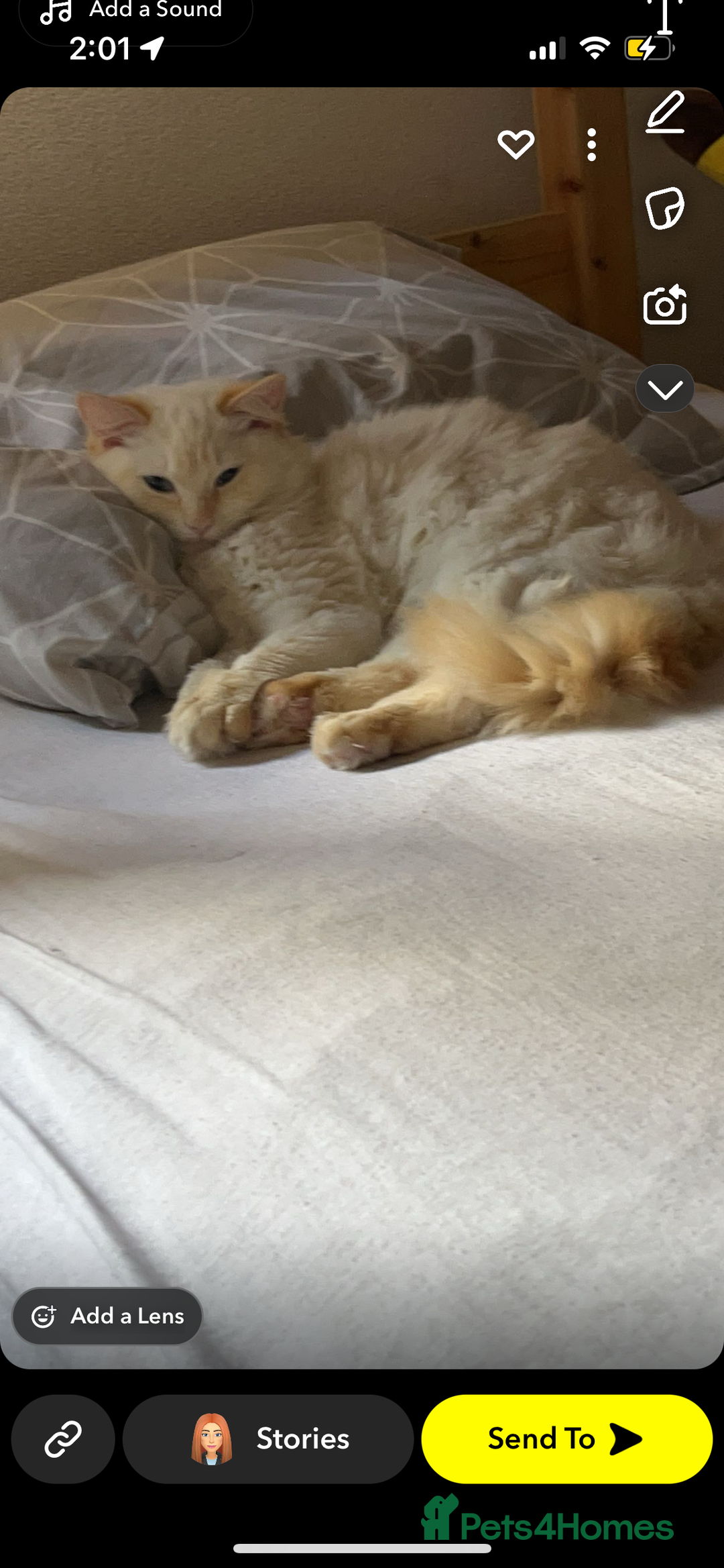 Ragdoll cats for sale: 2 half ragdoll kittens  - Advert 12