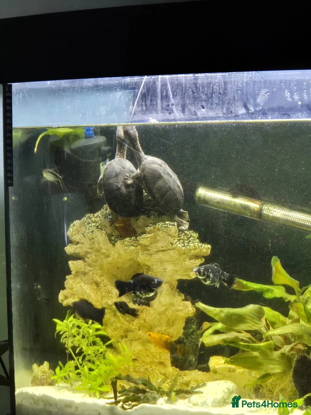 Other/Mixed Breed fish for sale: Fluvel fish tank complete set up  - Advert 12