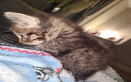 Mixed Breed cats for sale: Tabby kittens - Image 4