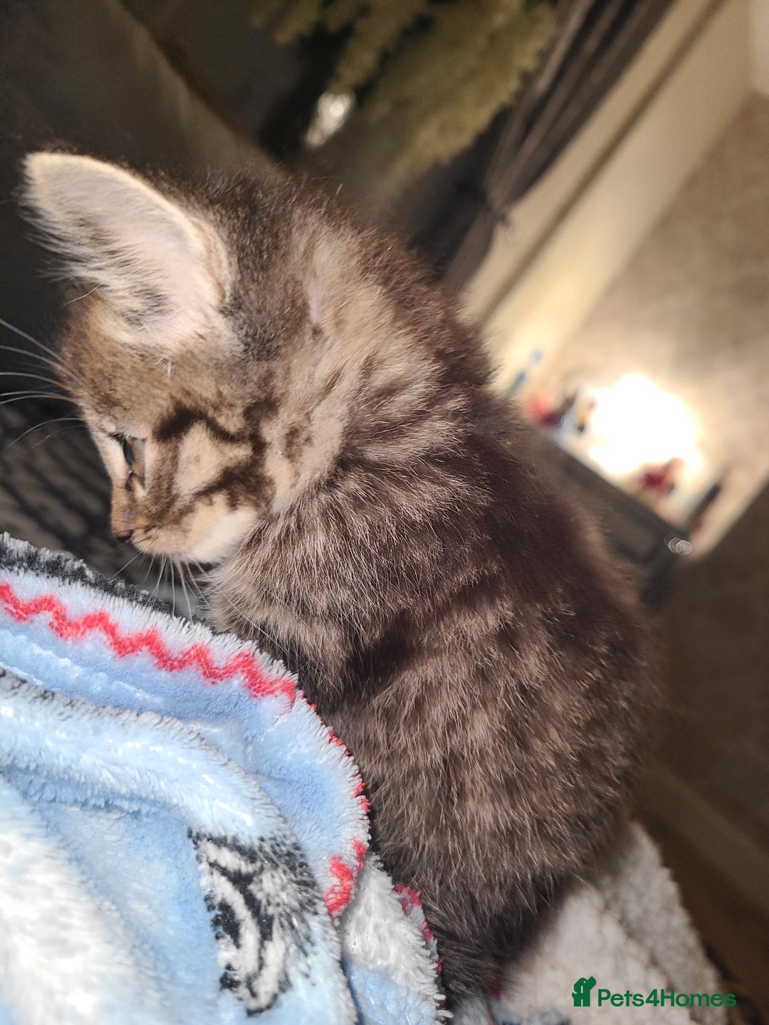 Mixed Breed cats for sale: Tabby kittens - Image 4