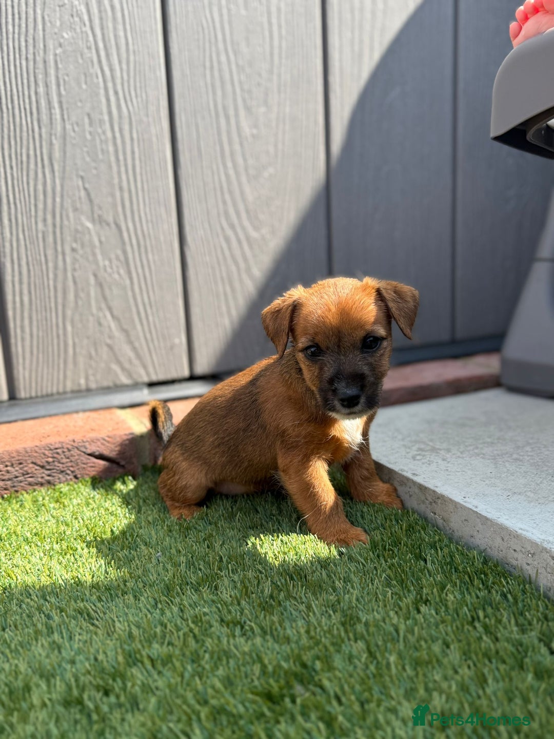 Jack Russell dogs for sale: Beautiful jack russel puppies  - Image 8