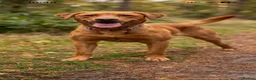 Labrador Retriever dogs for stud:  Haggis no fee until proven! KC Reg FOX RED   - Advert 3