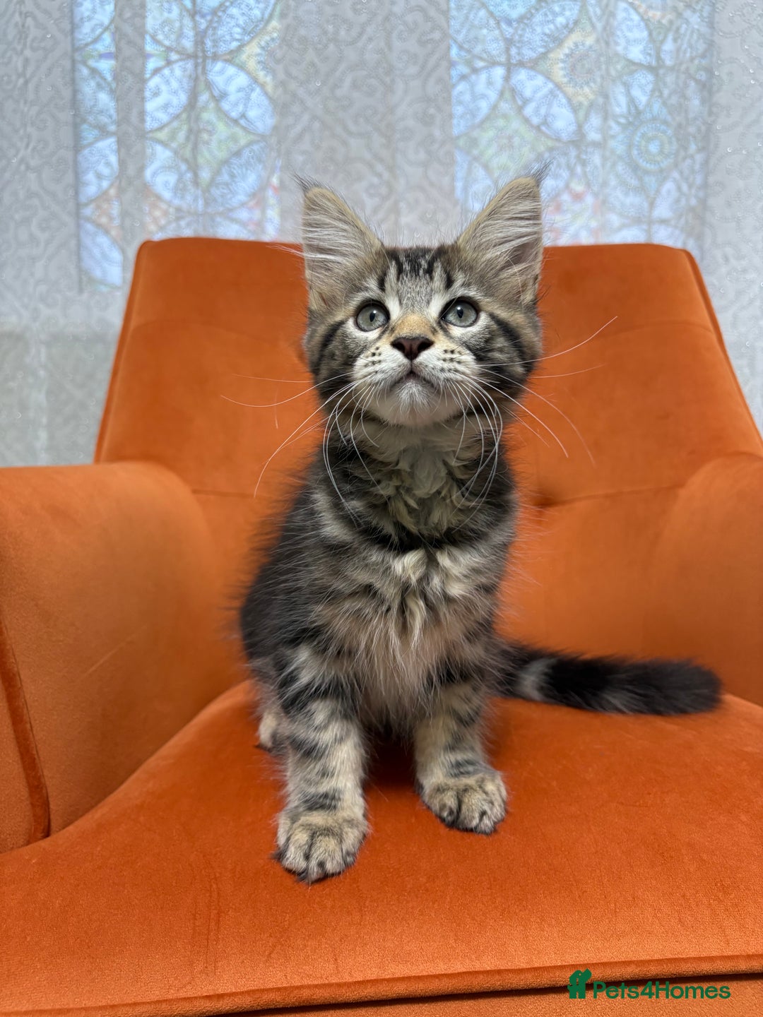 Maine Coon cats for sale: 💫Maine Coon Kittens Available- Champion Pedigree✨ - Image 3