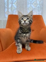 Maine Coon cats - Advert 2