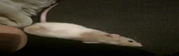 Rat rodents for sale: Dumbo Dwarf Rats - Advert 2