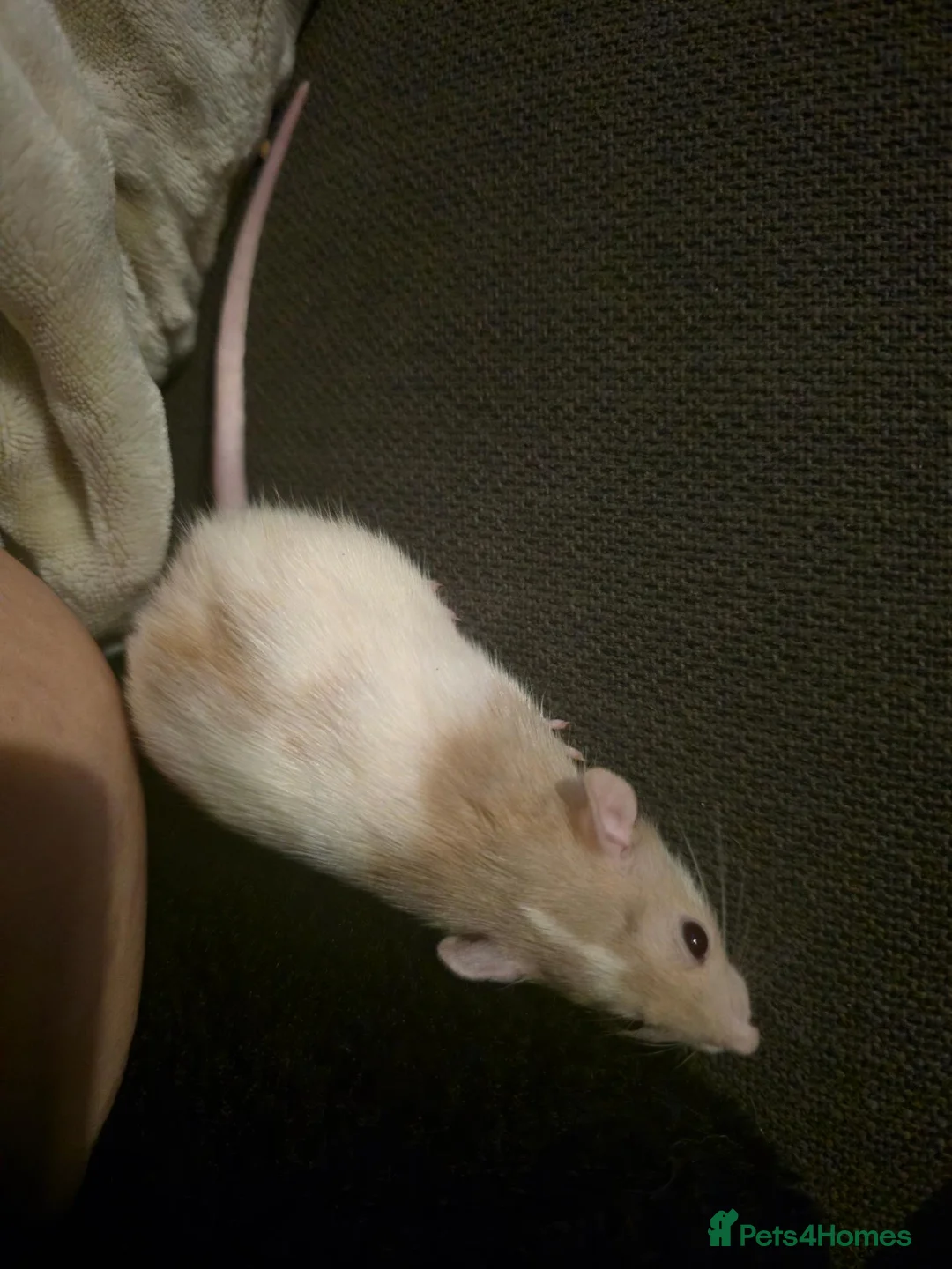 Rat rodents for sale: Dumbo Dwarf Rats - Advert 2