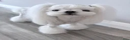 Maltese dogs for sale: 🩵Beautiful korean doll face puppies 🩷 - Advert 9