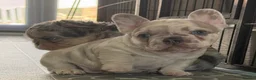 French Bulldog dogs for sale: Outstanding Frenchbull dog - Advert 12