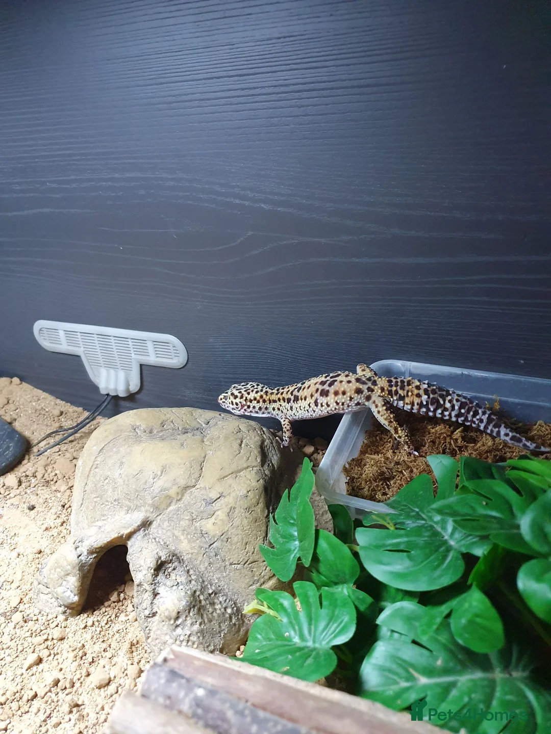 Leopard Gecko reptiles for sale: Zip the leopard gecko in Exeter - Advert 10