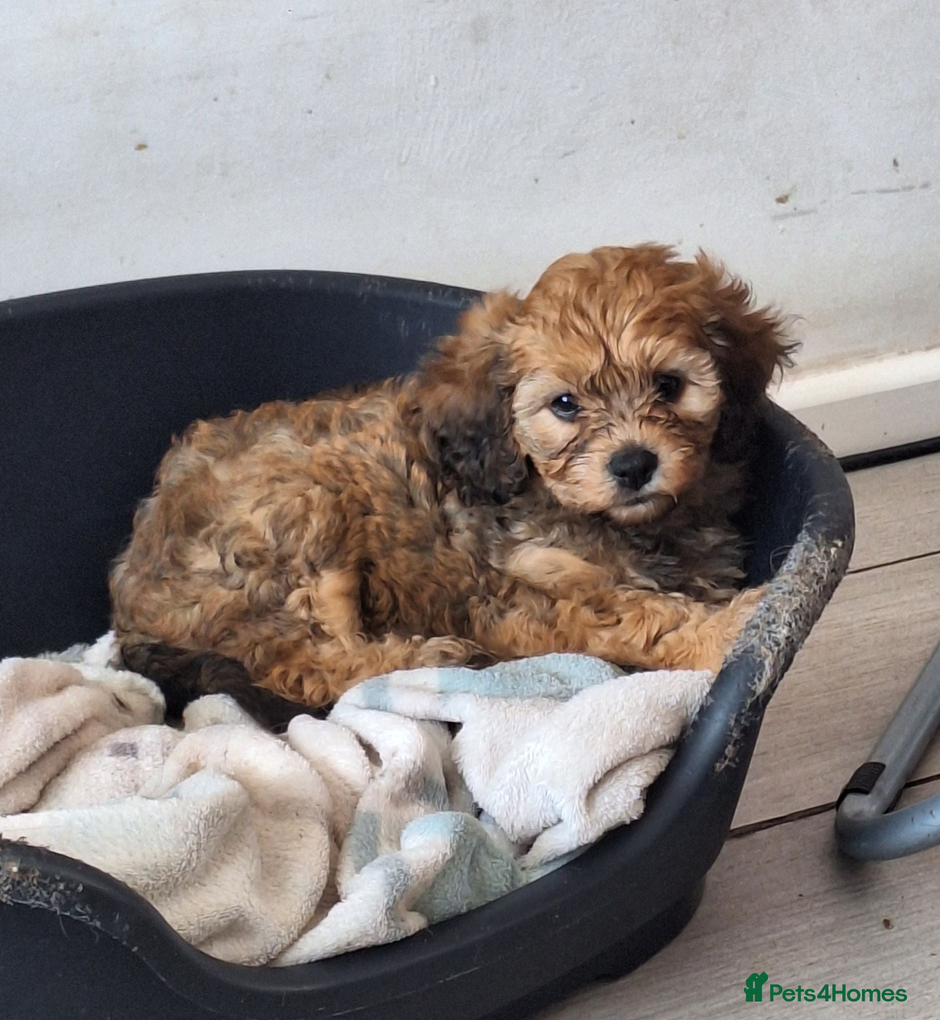 Cavapoo dogs F1 CAVAPOO PUPPIES READY NOW - Advert 3