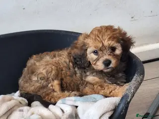 Cavapoo dogs F1 CAVAPOO PUPPIES READY NOW - Advert 3