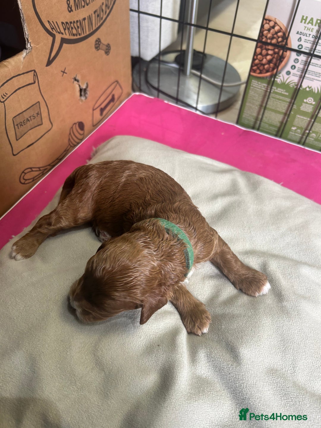 Cavapoo dogs for sale: 7 gorgeous F1b Cavapoo Puppies (4 girls & 3 boys)  - Image 16