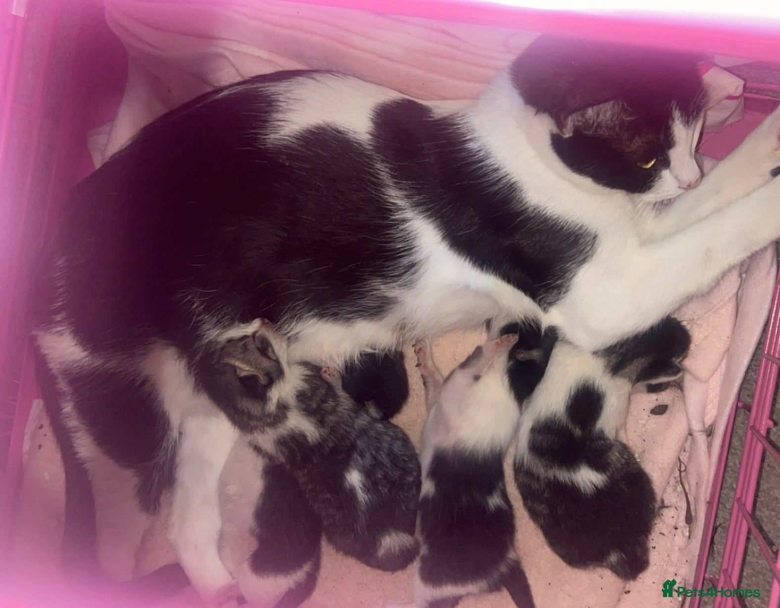 Mixed Breed cats 4 beautiful oriental x Maine coon kittens  - Advert 1
