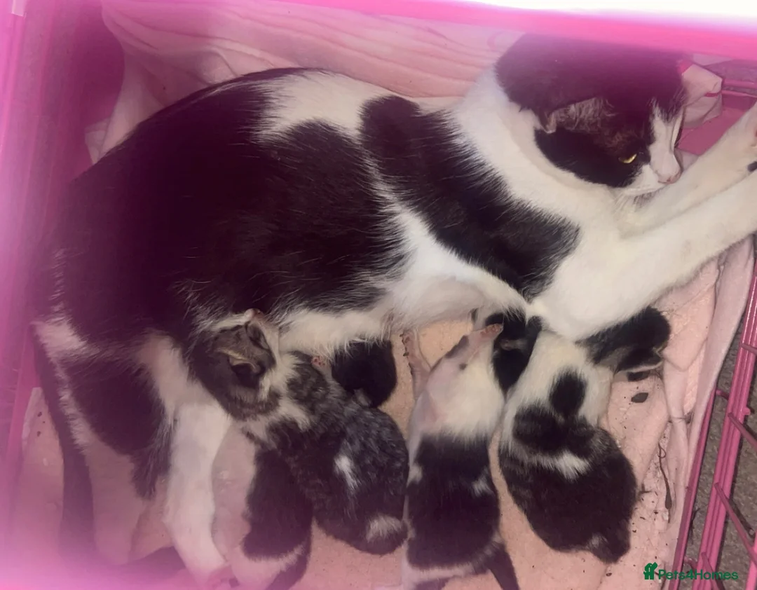 Mixed Breed cats for sale: 4 beautiful oriental x Maine coon kittens  - Advert 1