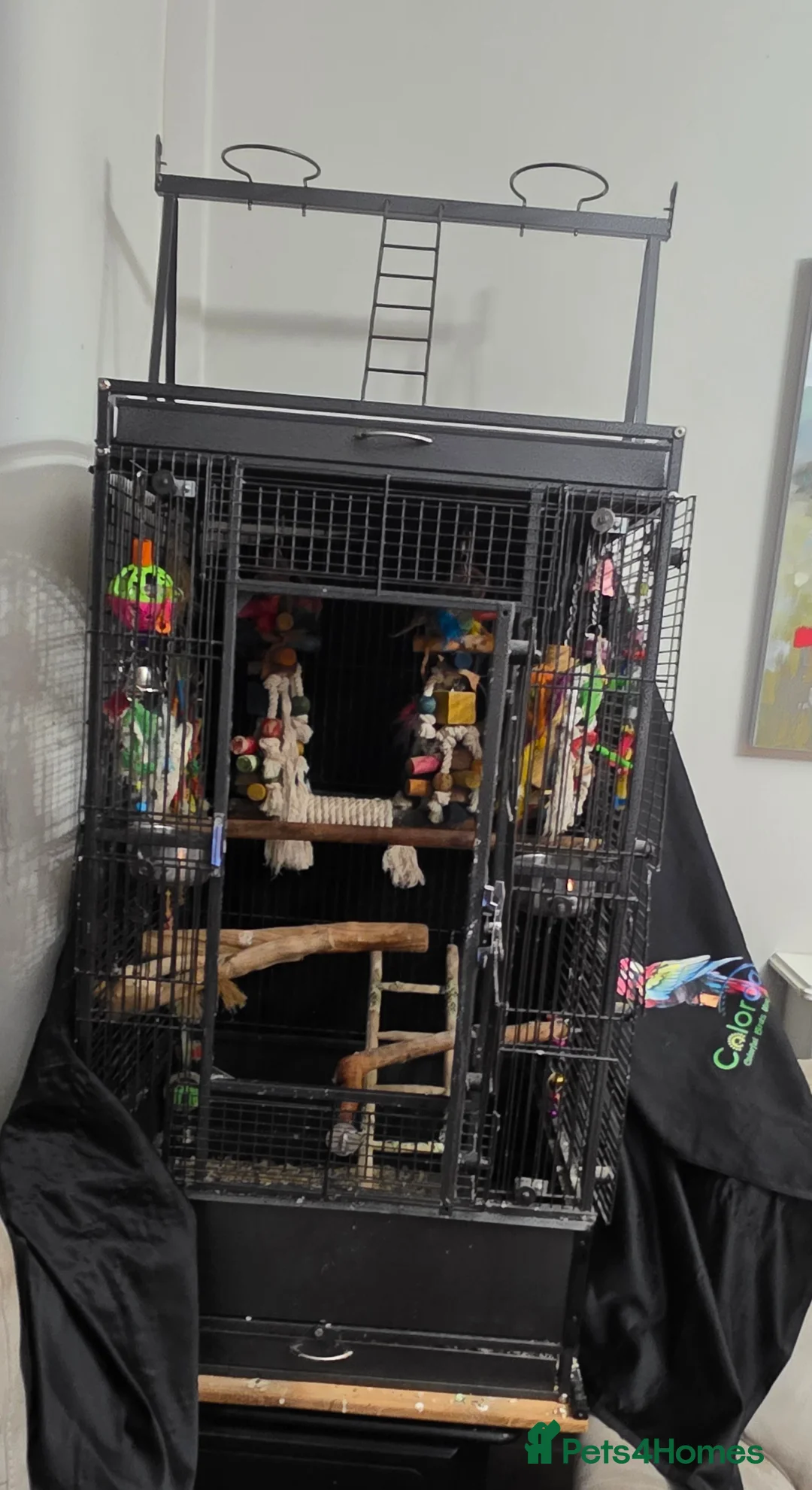 Parrots birds for sale: Black headed caique SOLD - Advert 5