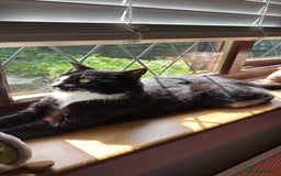 American Shorthair cats for sale: Suki the sweetheart - Image 7