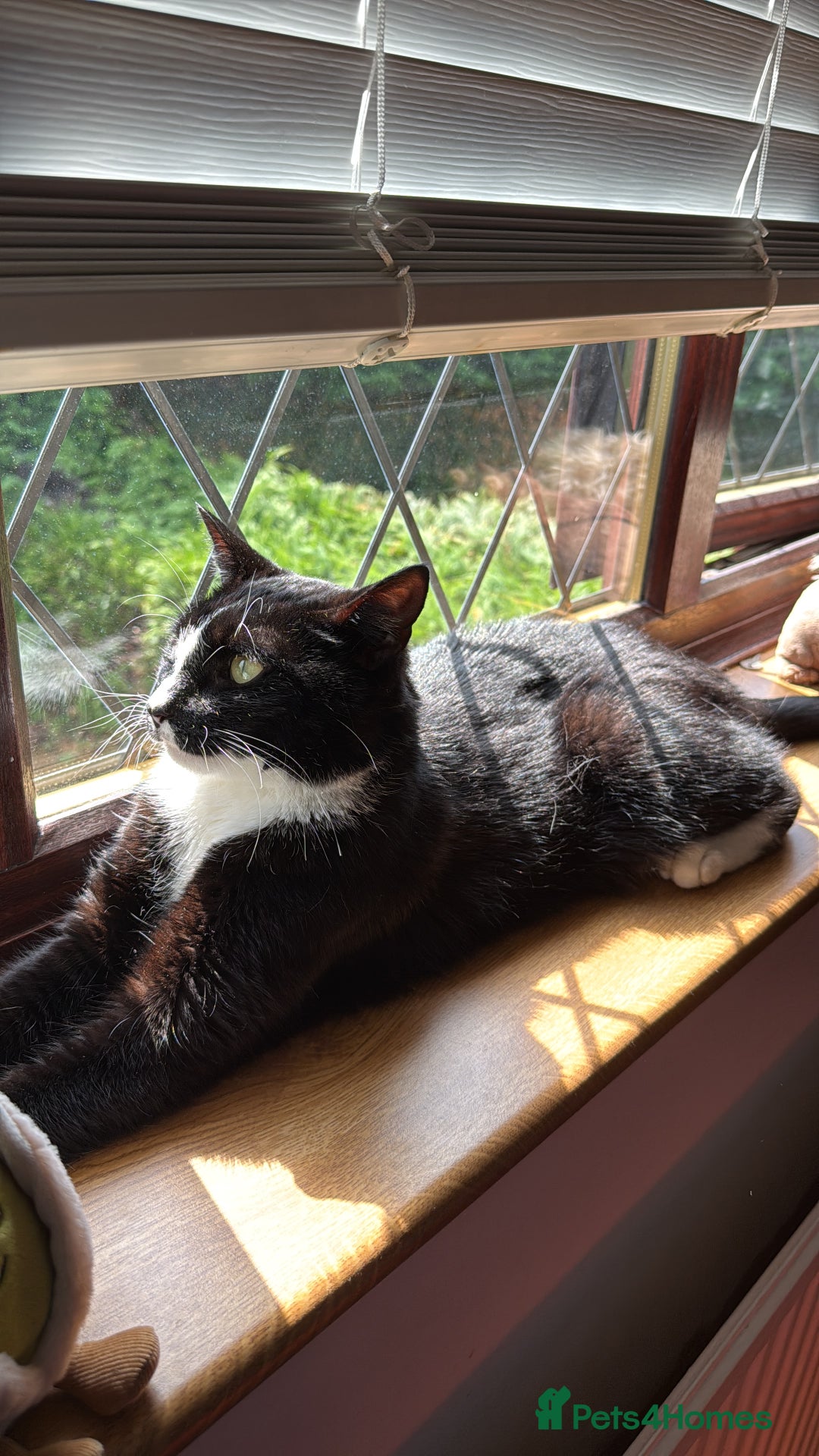 American Shorthair cats for sale: Suki the sweetheart - Image 7